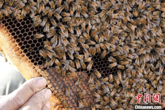 新疆巴州库尔勒市蜂农夏华喜对蜂群进行春季繁殖管理。　确·胡热　摄