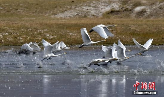 新疆草原野生天鵝“家庭”攜帶幼子練習“試飛”