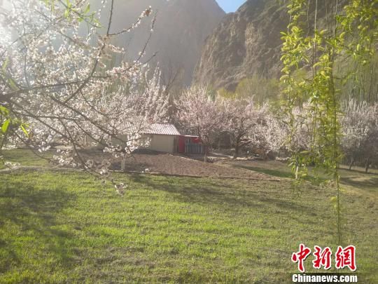 如今正是塔县杏花盛开的季节，喀拉昆仑山谷落英缤纷，春光烂漫，房屋掩映在杏花树里。　朱景朝　摄