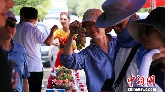 鄯善县在葡萄园边推介鲜食葡萄，吸引诸多客商品尝。　王小军　摄