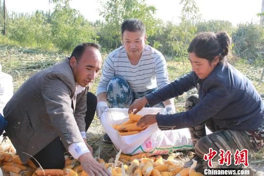 玉吉米勒克村驻村干部帮村民收玉米。　冀德全　摄