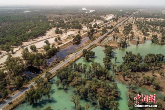8月25日，新疆南部塔里木河中下游，野生胡杨林及植被经过多年的生态输水后得以逐步恢复。中新社记者 刘新 摄