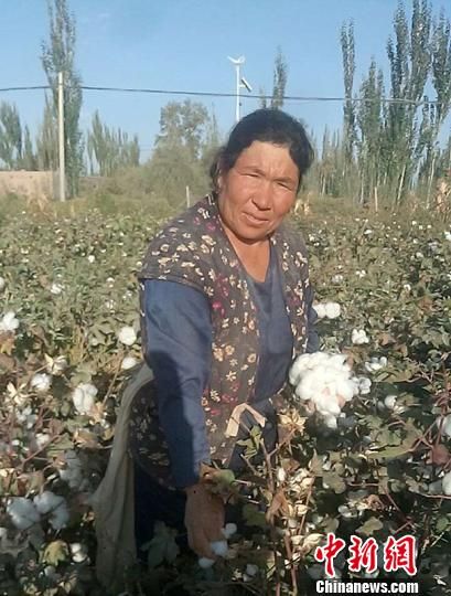 秋收时节，洪其古·土地在自家棉花地里采摘棉花。　蔡延斌　摄
