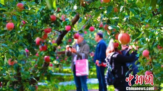 采购商在阿克苏冰糖心苹果林中拍照。　王小军　摄