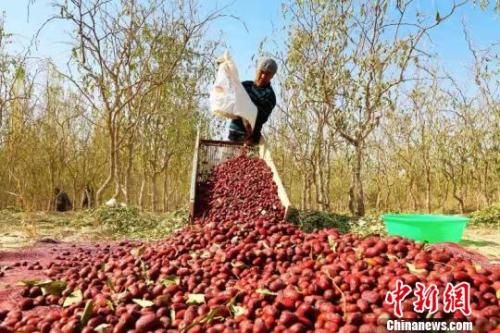 资料图：村民在自家的枣园里采收红枣。赵戈 摄