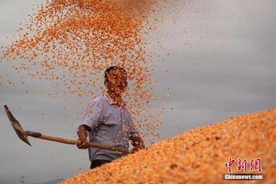 新疆巴音郭楞蒙古自治州和硕县一位农民在扬玉米粒。确·胡热 摄