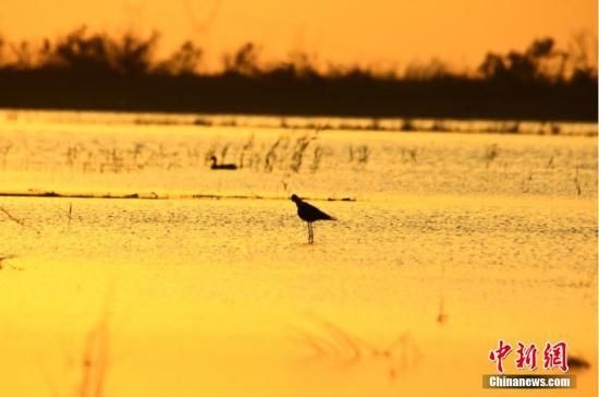 近年来，位于新疆天山北麓的玛纳斯县国家湿地公园正逐渐成为各类鸟类、野生动物等喜爱的乐园。袁彬峰 摄