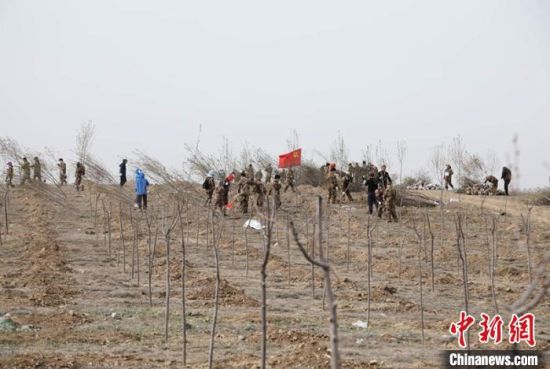 新疆兵团第十二师一〇四团组织200余名干部职工开展集中植树绿化活动。　高迪　摄