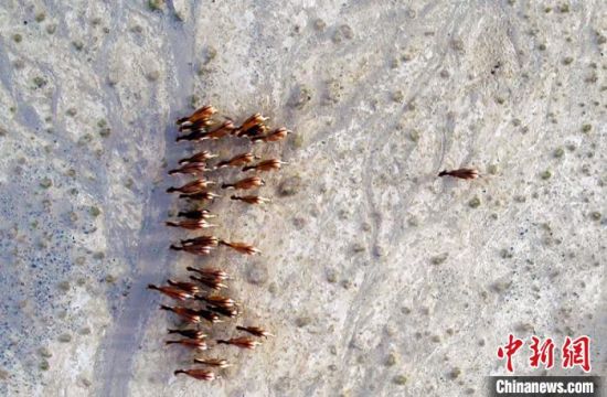 新疆阿尔金山国家级自然保护区工作人员，用无人机拍到藏野驴成群出现，整齐排队行走的有趣现象。　刘雨珊　摄