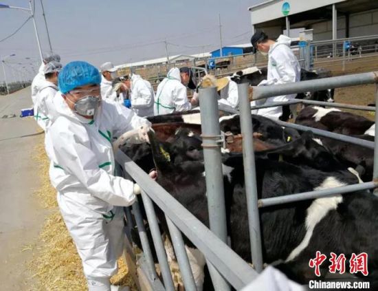 目前，康布净对牛布病防控非常有效，将来可推广运用到羊和猪的布病防控上。 天康生物供图
